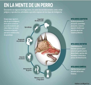 En la mente de un perro! En la mente de un perro!